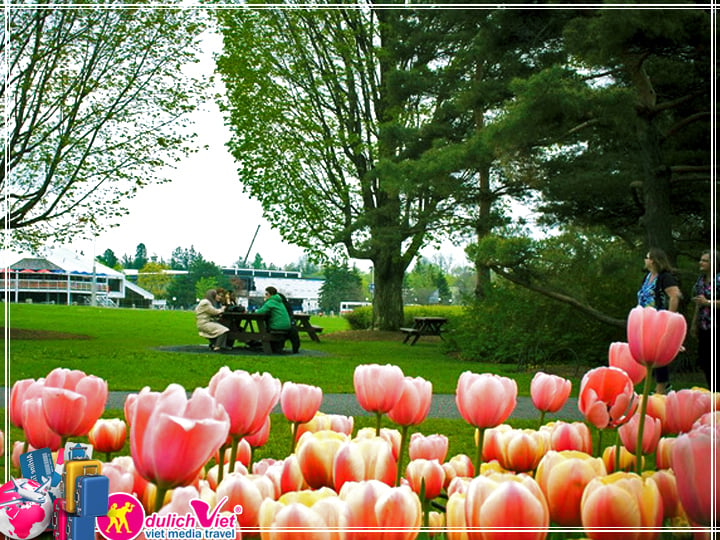 Du lịch Canada Lễ hội Hoa Tulip 8 ngày khởi từ Sài Gòn giá tốt 2025